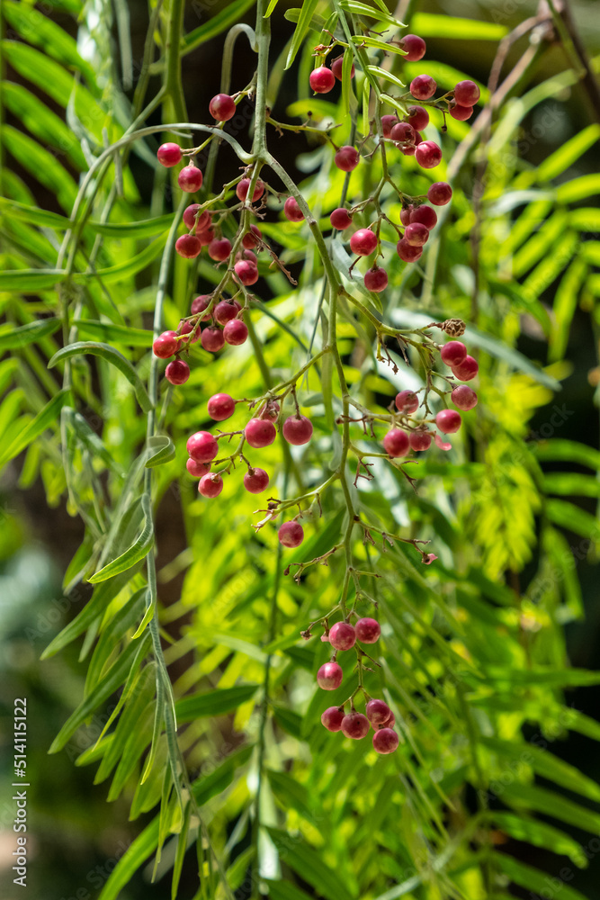A pink pepper tree with peppercorns (Schinus molle). Peruvian pepper tree A pink pepper tree with peppercorns (Schinus molle). Peruvian pepper tree