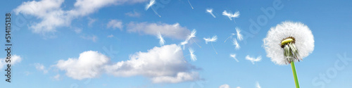 Dandelion flower with flying feathers on blue sky.