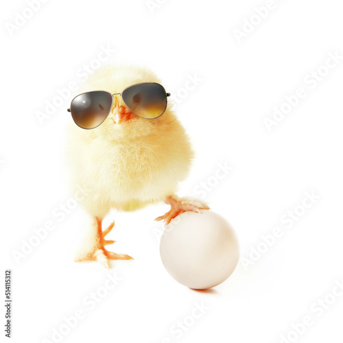 Funny cute baby chick with sunglasses and eggs.