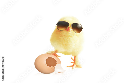 Funny cute baby chick with sunglasses and eggs.