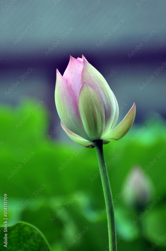 Obraz premium Blossoming lotus flower