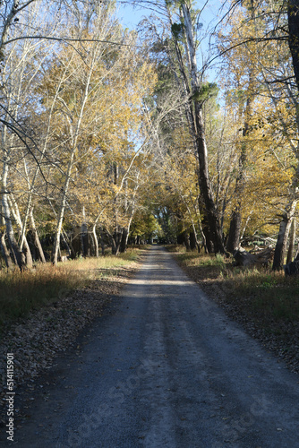 Shady avenue of trees on a Karoo farm