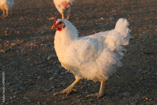 Chicken on remote farm in Boesmanland (Bushmanland) South Africa photo