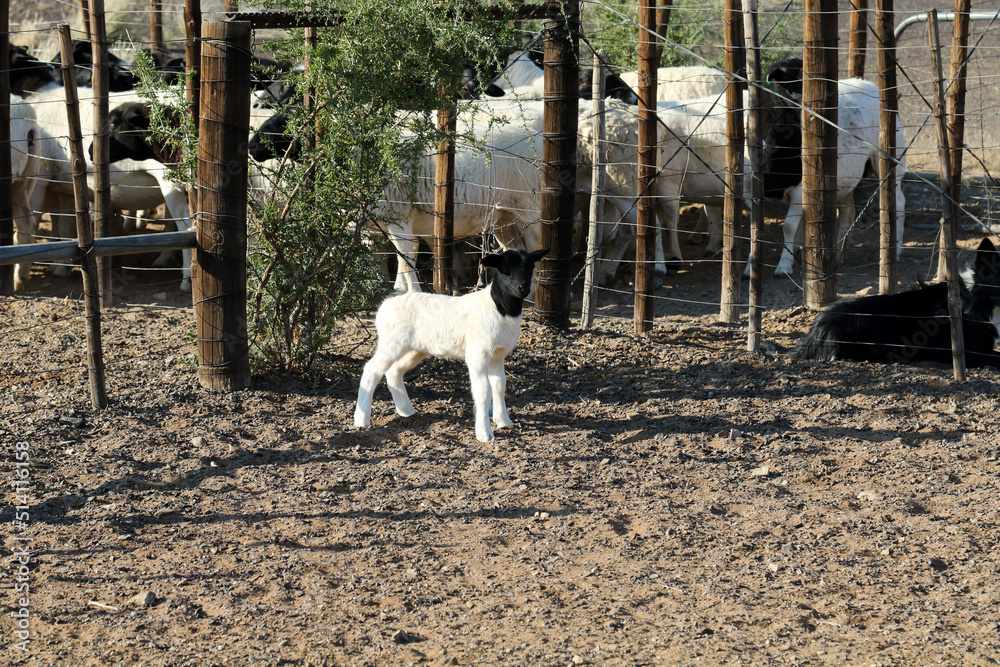 Boesmanlander breed lamb in the Northern Cape - this hardy breed is bred to thrive in these harsh conditions Boesmanlander breed lamb in the Northern Cape - this hardy breed is bred to thrive in these harsh conditions