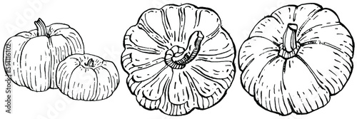 Pumpkin vector sketch hand drawn. Isolated object with engraved style illustration. Detailed vegetarian food. Farm market product. The best for design logo, menu, label, icon, stamp.
