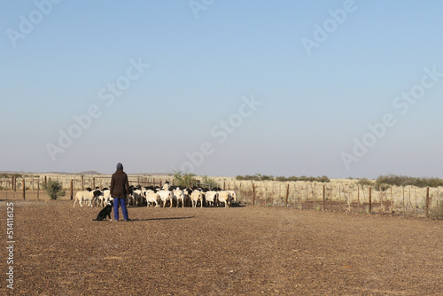 Herding Boesmanlander race sheep in Bushmanland, near Brandvlei, South Africa