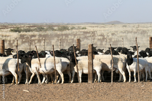 Individuals and herd of Boesmanlander breed sheep in the arid Northern Cape. These hardy sheep are especially bred for this area and can thrive in very harsh condidtions photo