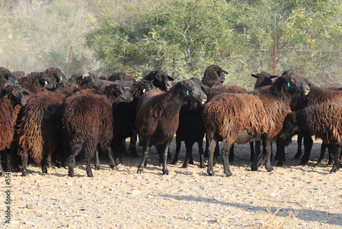 Foto Karakul sheep on a farm near Brandvlei, South Africa