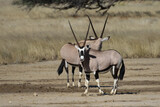 Kgalagadi Transfrontier National Park, South Africa:  Oryx gazella The Gemsbok