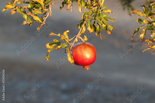 Pomegranate in the dry, arid farming district of Brandvlei, South Africa