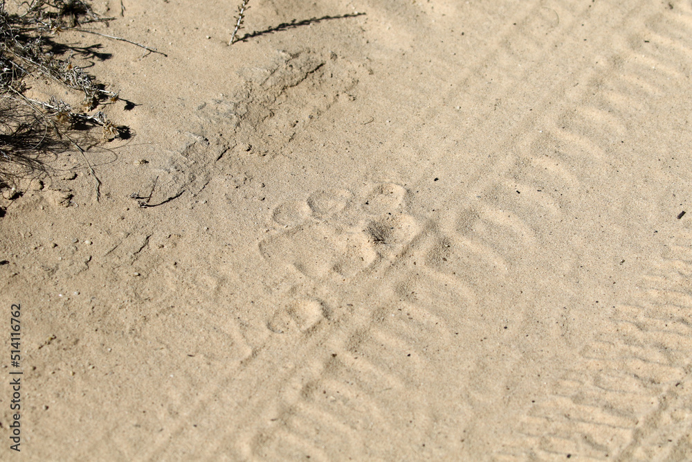 Kgalagadi Transfrontier National Park, South Africa: lion footprint in a sandy road Kgalagadi Transfrontier National Park, South Africa: lion footprint in a sandy road