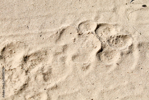 Kgalagadi Transfrontier National Park, South Africa: lion footprint in a sandy road