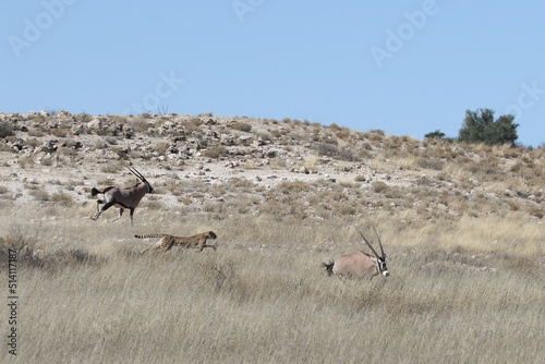 Kgalagadi Transfrontier National Park, South Africa: Acinonyx jubatus The cheetah hunting - in full gallop