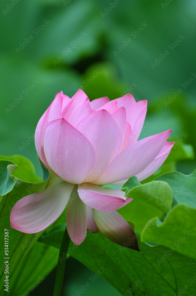 Blossoming lotus flowers