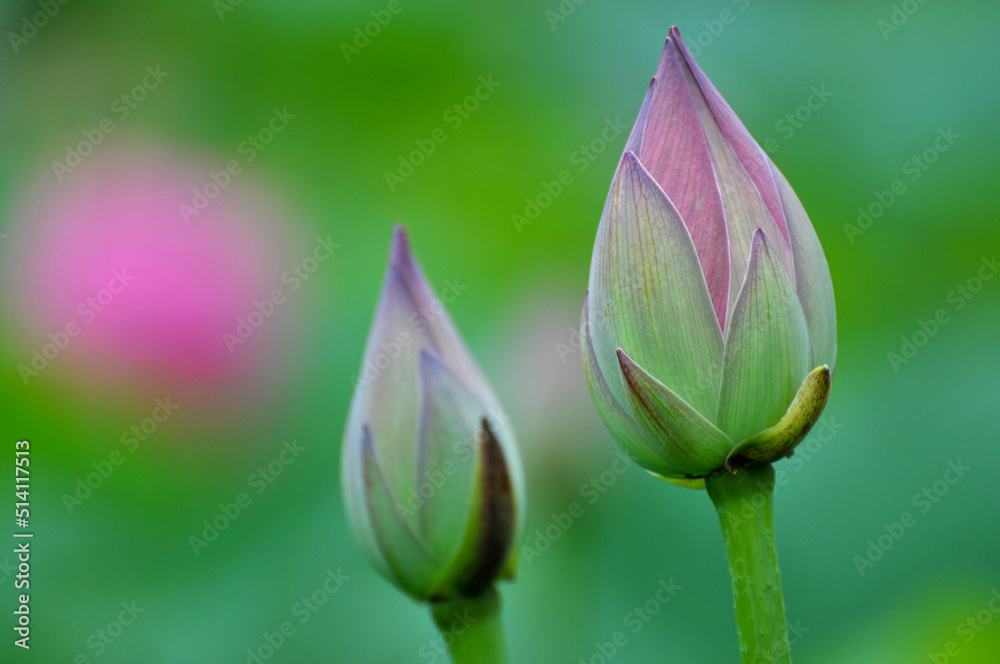 Blossoming lotus flowers Blossoming lotus flowers