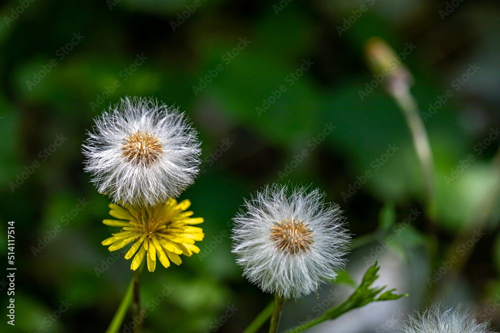 Taraxacum officinale growing in meadow, close up Taraxacum officinale growing in meadow, close up