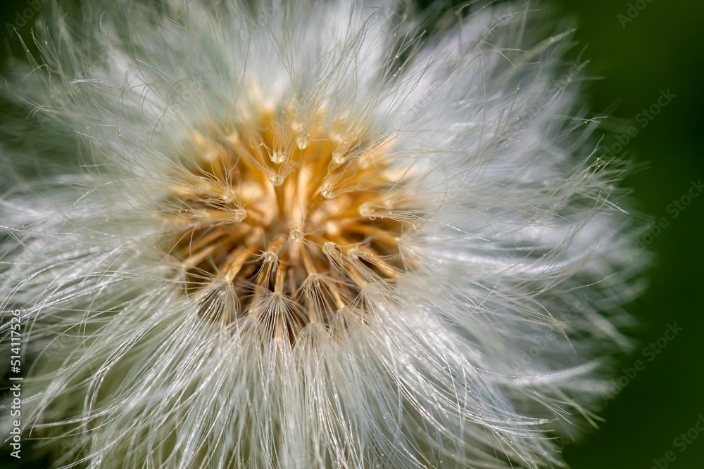 Fototapeta premium Taraxacum officinale in meadow, close up shoot