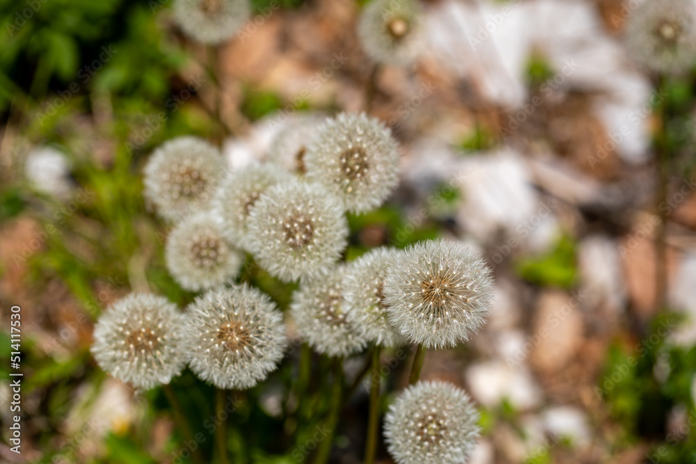 Taraxacum officinale growing in meadow, close up shoot Taraxacum officinale growing in meadow, close up shoot