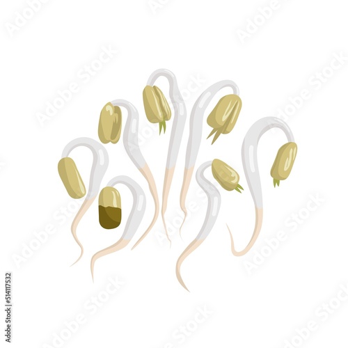 Vector illustration of bean sprouts, a culinary vegetable from freshly grown green beans, isolated on a white background.