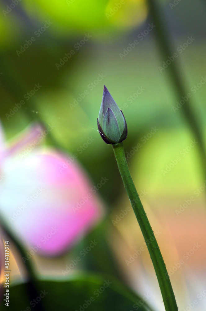 Blossoming lotus flowers in sunrise Blossoming lotus flowers in sunrise