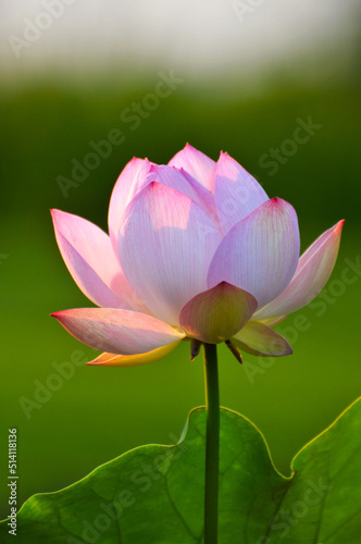 Blossoming lotus flowers in sunrise