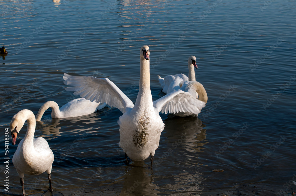 the swan spreads its wings on the shore of the lake under the bright sun the swan spreads its wings on the shore of the lake under the bright sun