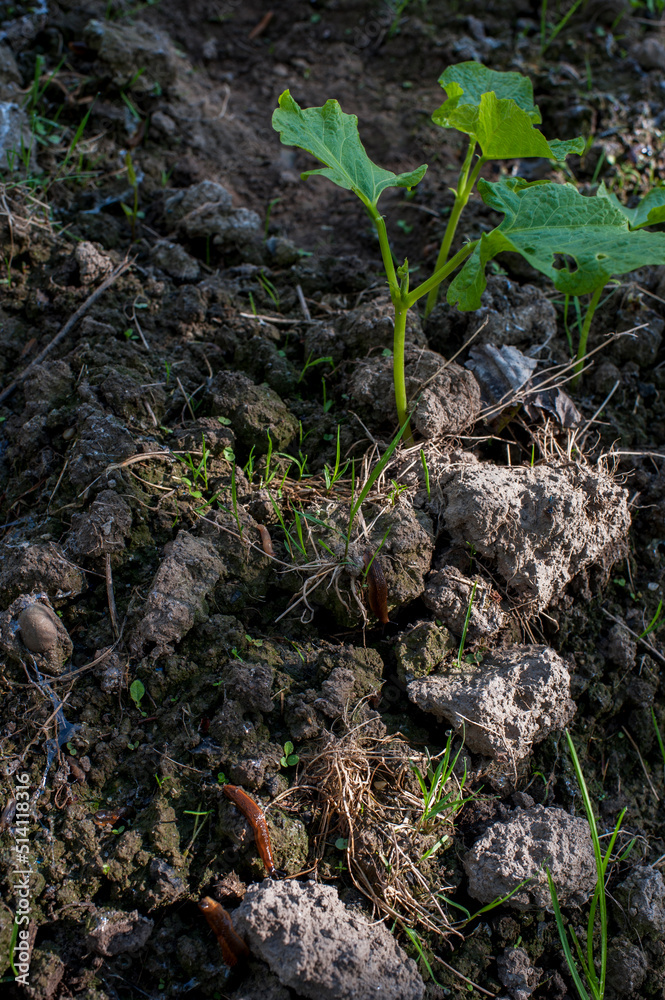 Sprouts of sprouted beans in the garden, growing in the bright sun Sprouts of sprouted beans in the garden, growing in the bright sun