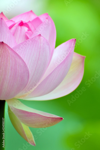 Fototapeta Naklejka Na Ścianę i Meble -  Blossoming lotus flowers in sunrise