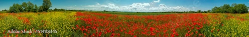 Panorama of a summer field with poppy and rapeseed flowers