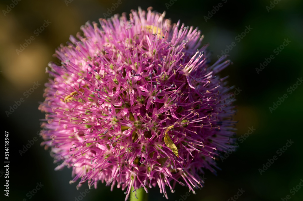 Close-up image of purple onion flower on dark background Close-up image of purple onion flower on dark background