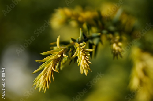 Close-up of green coniferous branch with soft focus