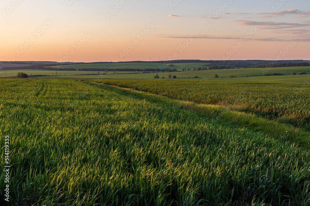 Green agriculture fields in Ukraine