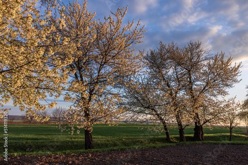 Blossoming trees in the Spring in Ukraine 