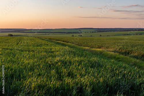 Green agriculture fields in Ukraine