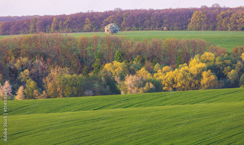 Rural green agricultural fields and rolling hills in Ukraine