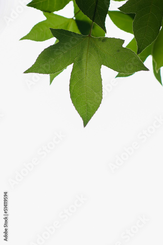 maple leaf white background scene natural white background with green leaves on maple branches Mostly white empty space