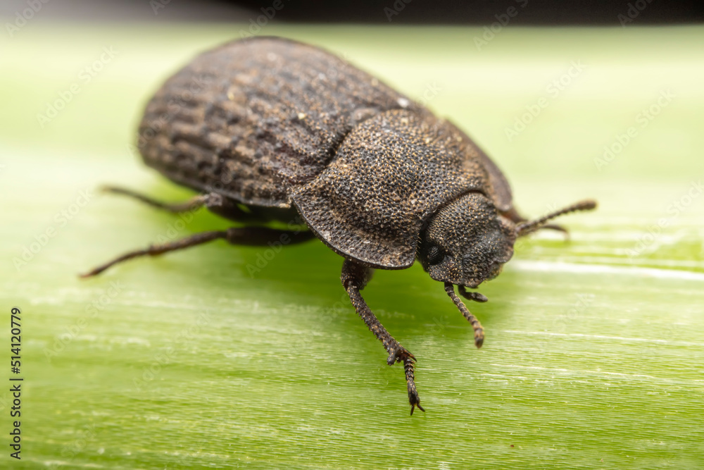A darkling tenebrionid perch on plants in the wild, North China A darkling tenebrionid perch on plants in the wild, North China