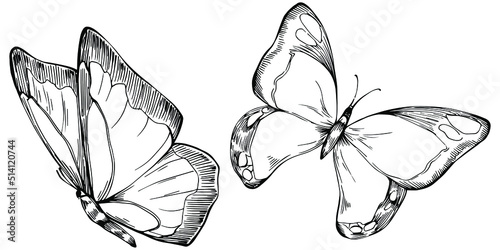 Sketch insects butterfly drawing illustration. Wild nature engraved style illustration. Detailed animals product sketch. The best for design logo, menu, label, icon, stamp.