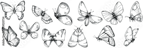 Sketch insects butterfly drawing illustration. Wild nature engraved style illustration. Detailed animals product sketch. The best for design logo, menu, label, icon, stamp.
