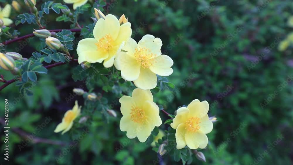 Beautiful Rosa roxburghii flowers are in the park, North China Beautiful Rosa roxburghii flowers are in the park, North China