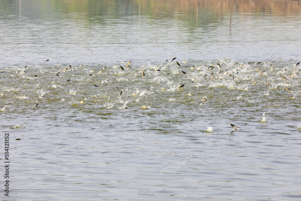 Carp jump on the water in a fish pond, North China Carp jump on the water in a fish pond, North China