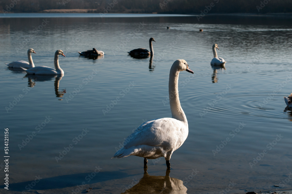 Obraz premium white swan paws on the ice reflecting