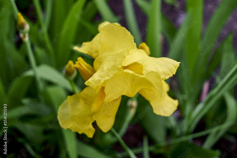 yellow iris blooming in the garden in spring yellow iris blooming in the garden in spring