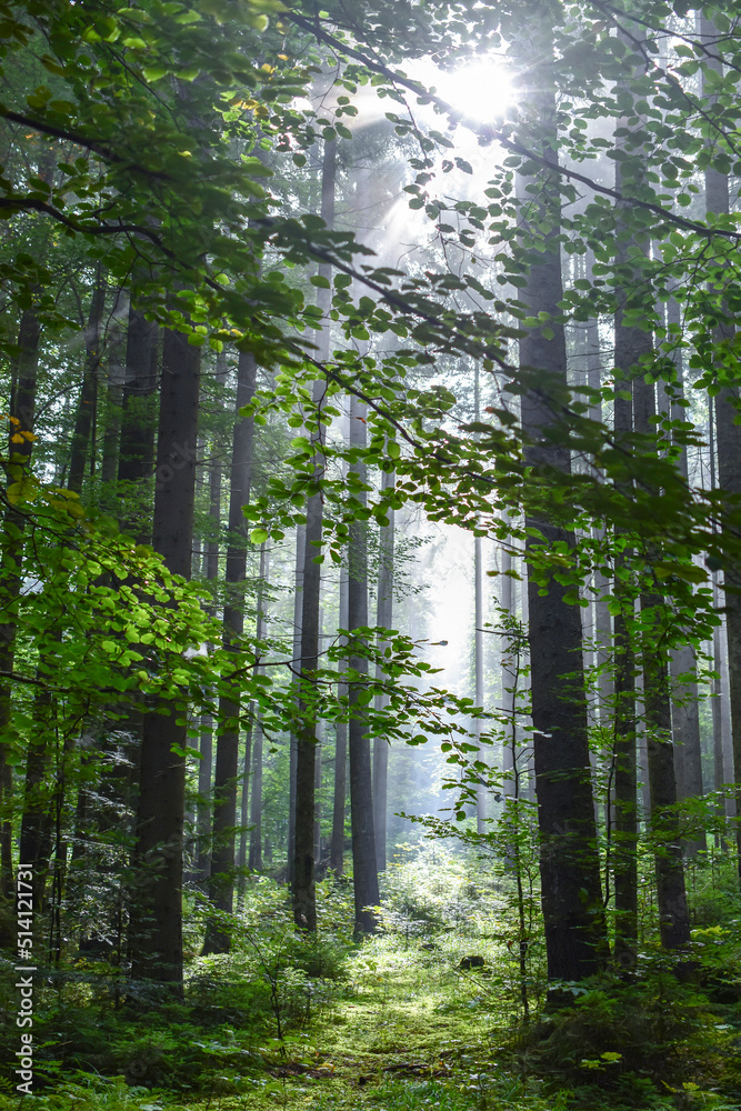 Obraz premium Trunks of tall trees in a beech forest on a summer morning