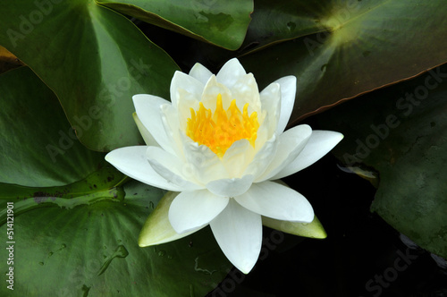 blossoming white water lilly