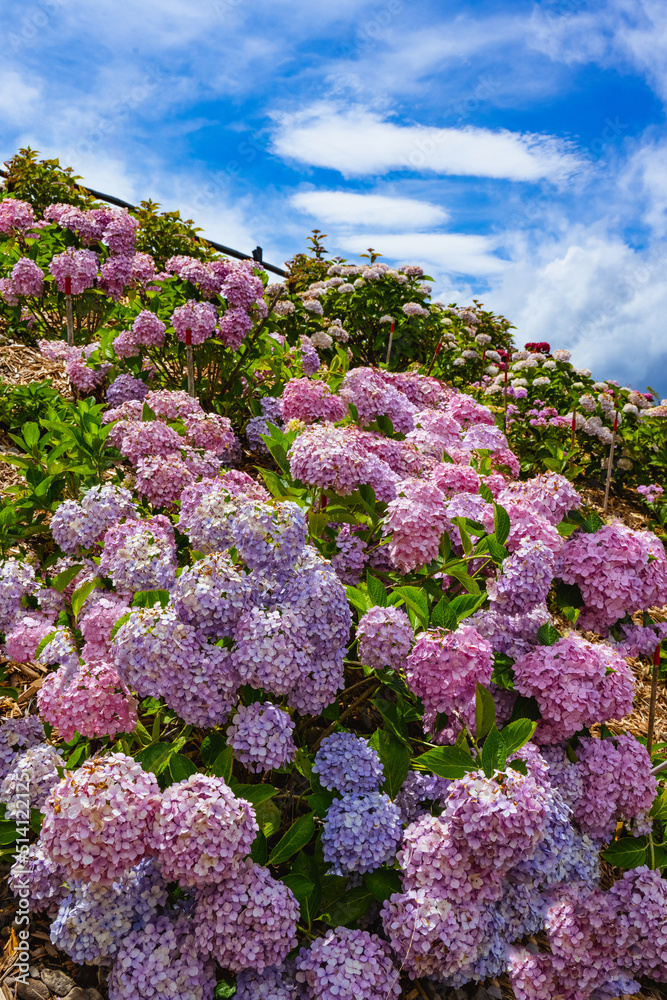 八面山あじさい園
