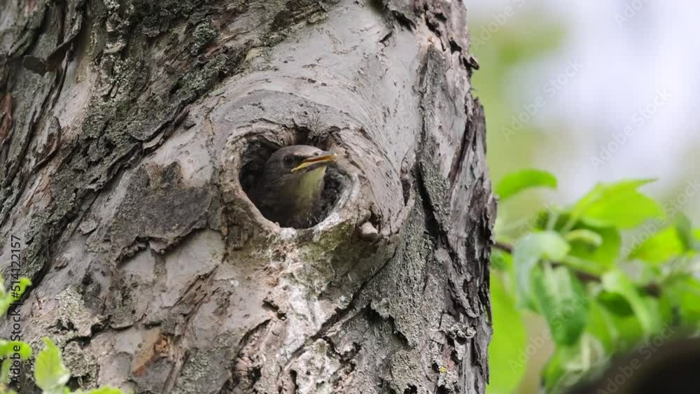 A starling feeds its chick, which sits in the hollow of a tree in its nest A starling feeds its chick, which sits in the hollow of a tree in its nest