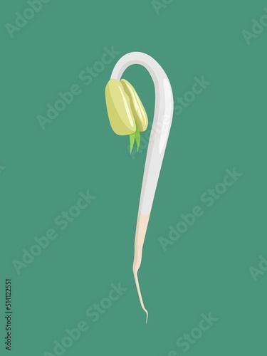 Vector illustration of bean sprouts, a culinary vegetable from freshly grown green beans, isolated on a green background.
