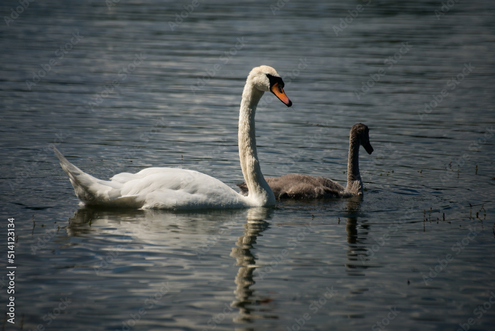 View of family swan with mother and babies swimming in the water