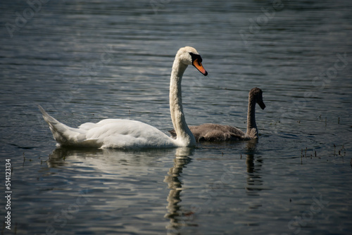 View of family swan with mother and babies swimming in the water